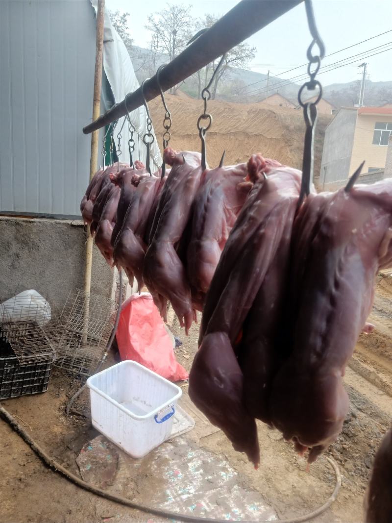 清真新鲜现宰兔肉