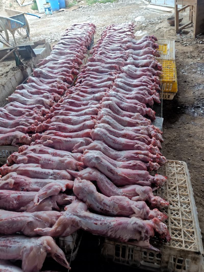 清真新鲜现宰兔肉