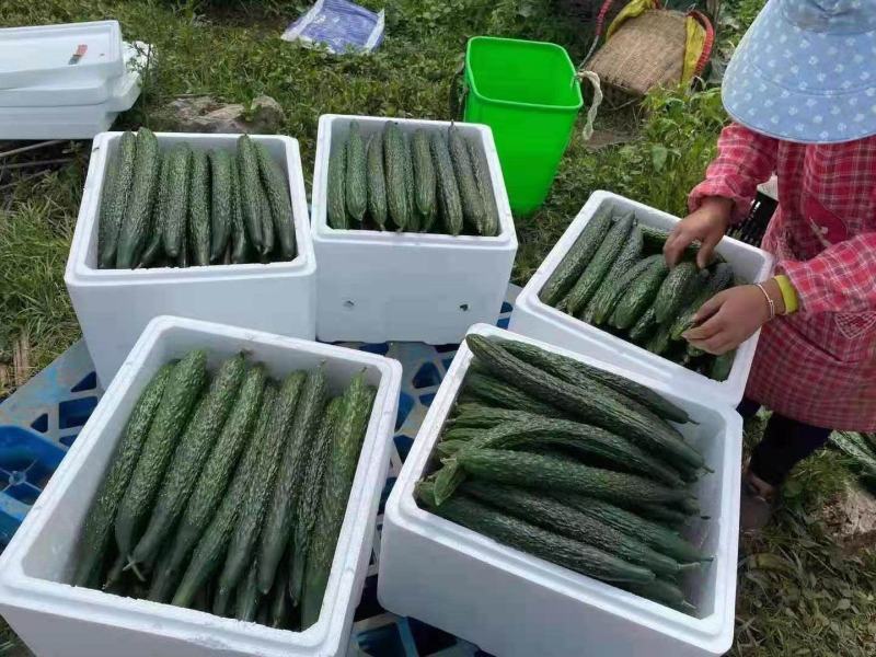 万亩黄瓜青瓜基地直销，根根手挑保质保量欢迎选购量大从优