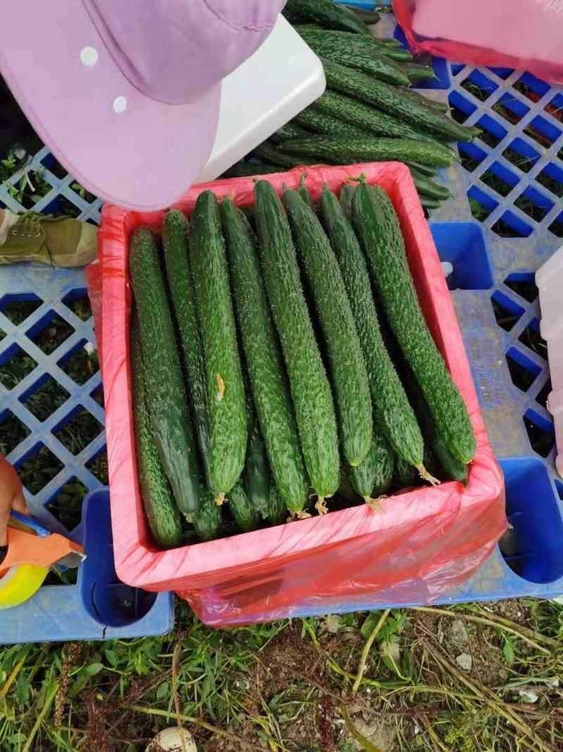万亩黄瓜青瓜基地直销，根根手挑保质保量欢迎选购量大从优
