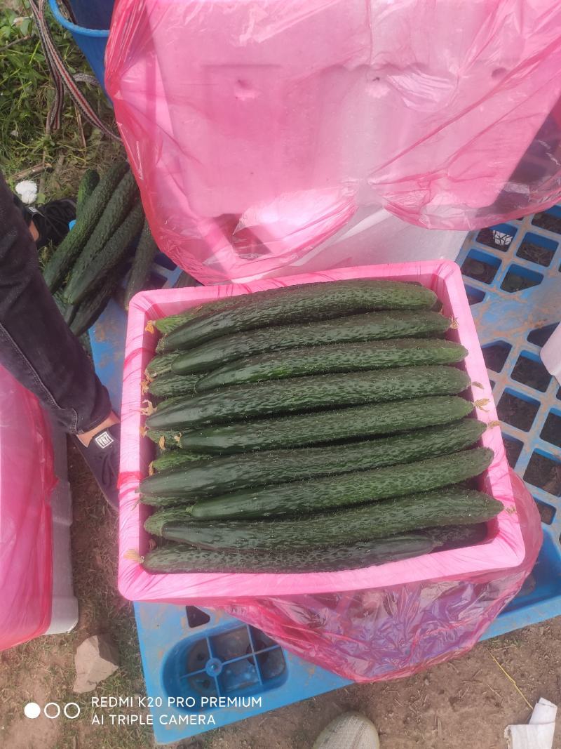 万亩黄瓜青瓜基地直销，根根手挑保质保量欢迎选购量大从优