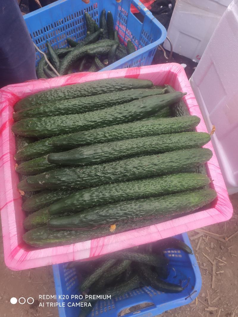 万亩黄瓜青瓜基地直销，根根手挑保质保量欢迎选购量大从优