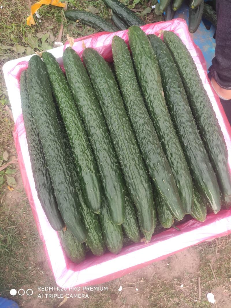 万亩黄瓜青瓜基地直销，根根手挑保质保量欢迎选购量大从优