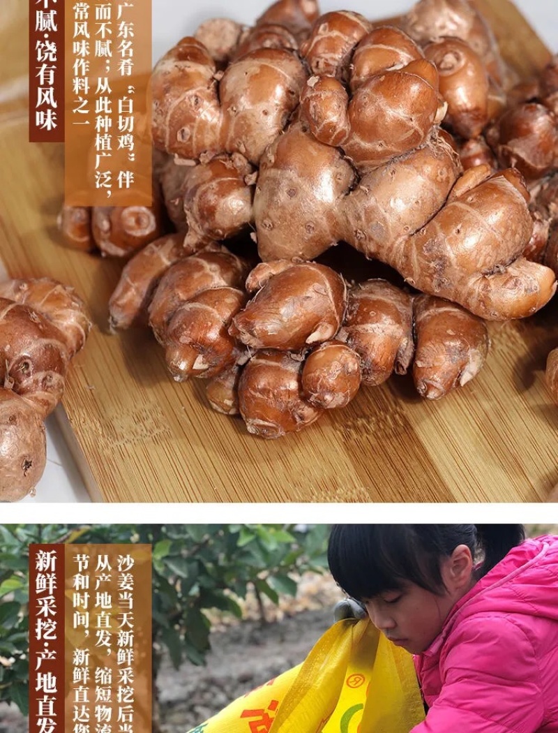 正宗广东沙姜大量现货电商一件代发
