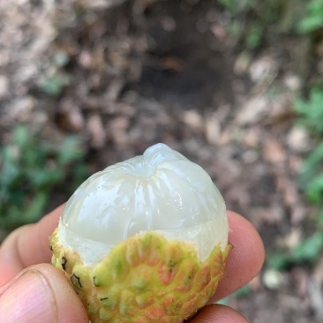 灵山荔枝，果甜，核小，吃上瘾的荔枝
