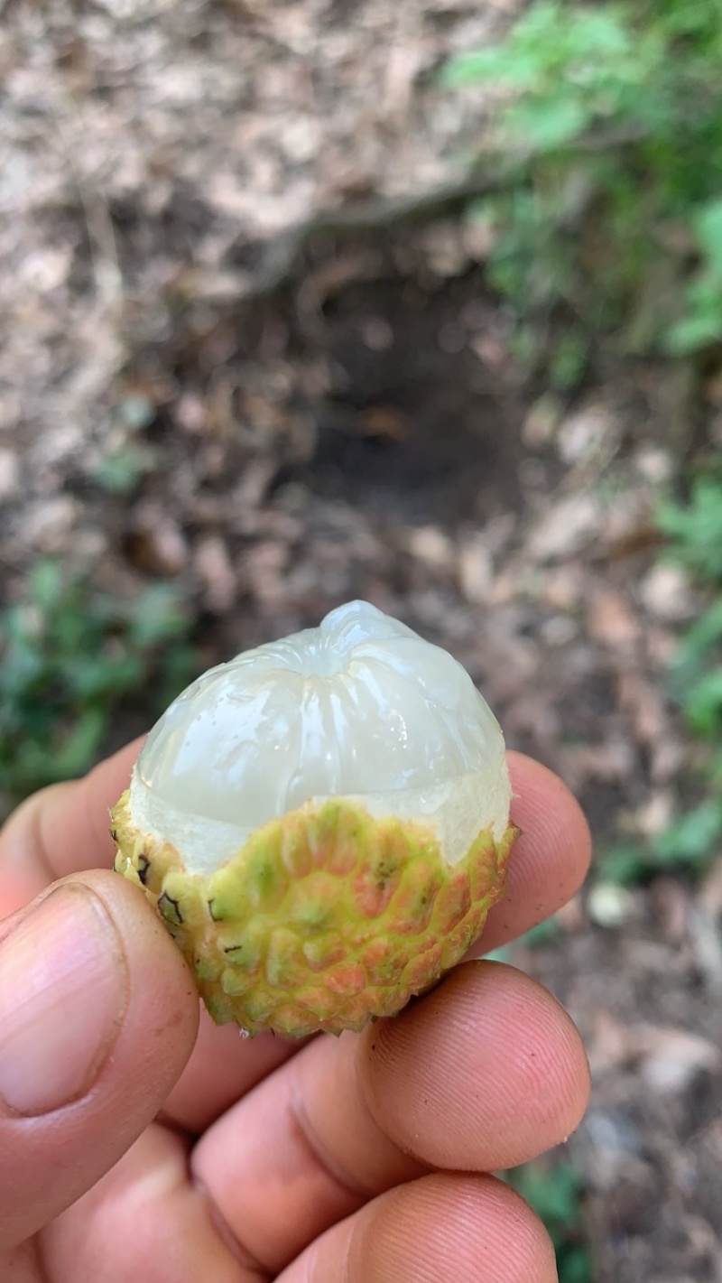 灵山荔枝，果甜，核小，吃上瘾的荔枝