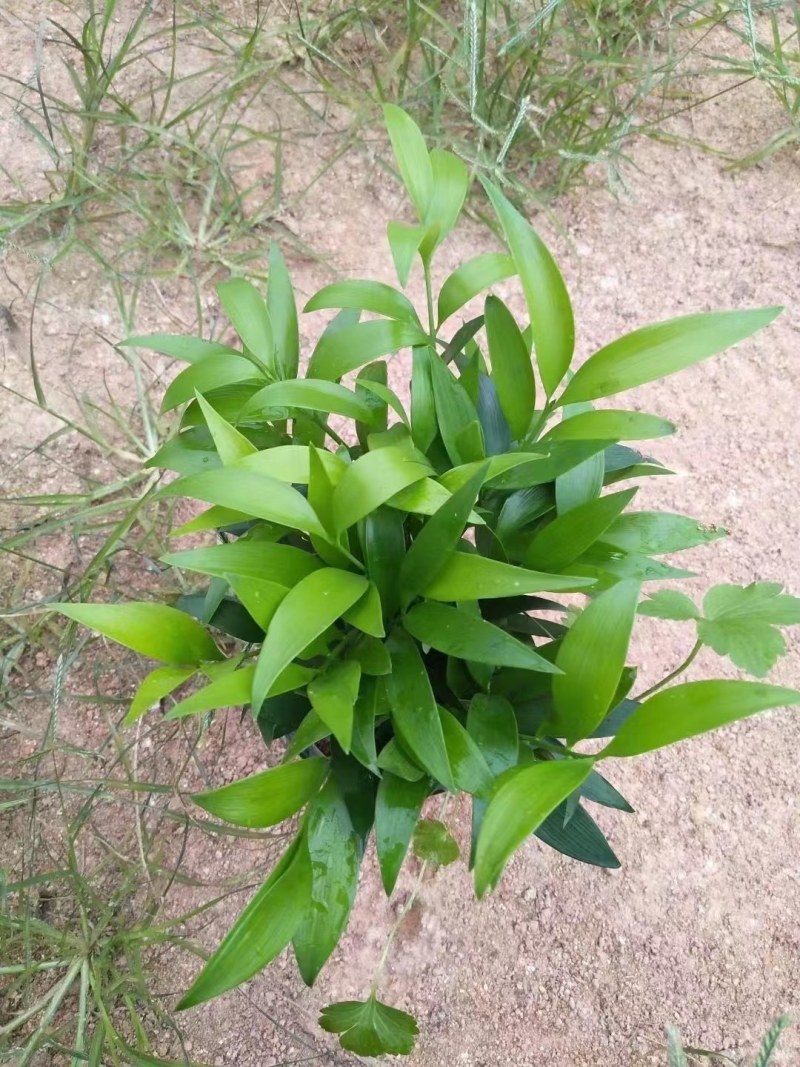 富贵竹双色杯观叶植物