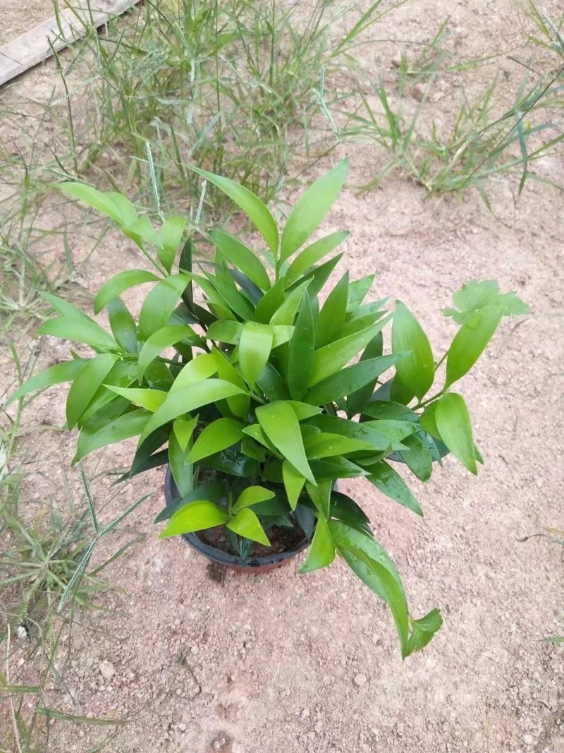 富贵竹双色杯观叶植物