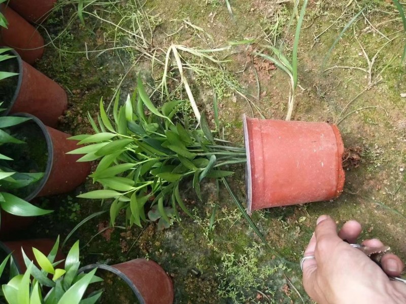 富贵竹双色杯观叶植物