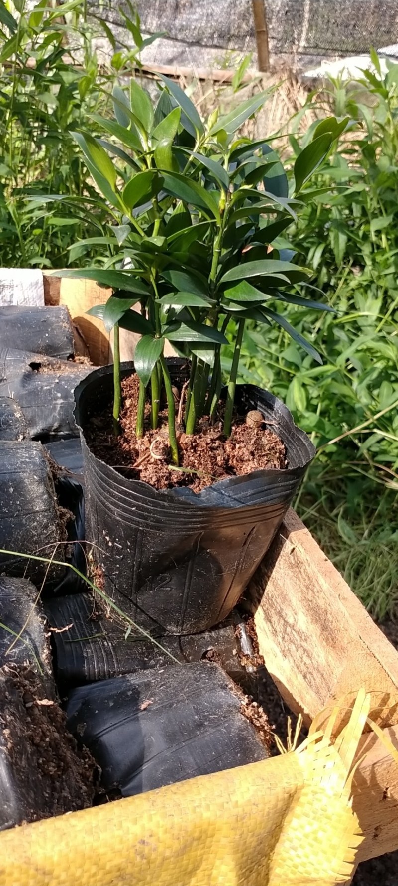 富贵竹双色杯观叶植物
