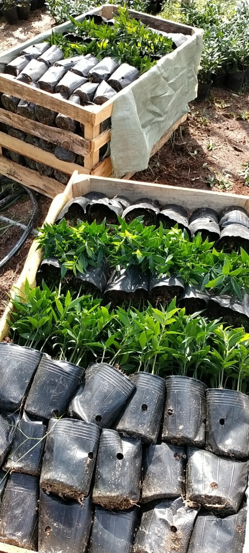 富贵竹双色杯观叶植物