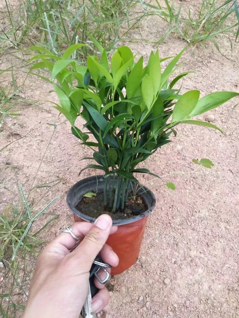 富贵竹双色杯观叶植物