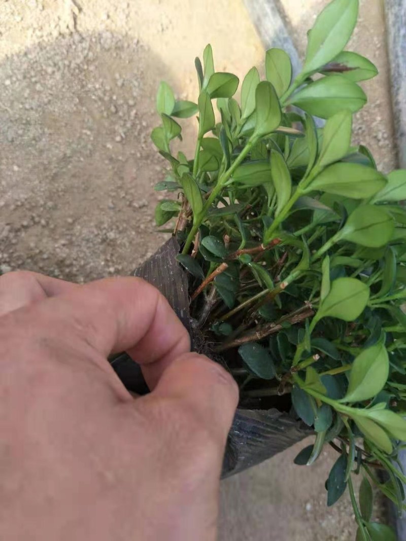 金鱼草多种规格可供选择，