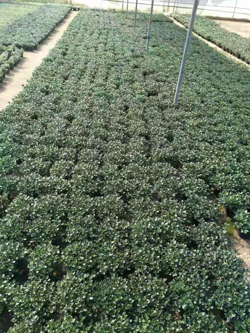 金鱼草多种规格可供选择，