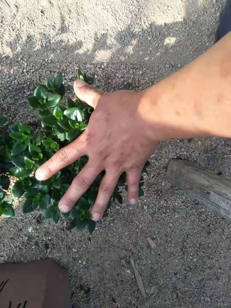 金鱼草多种规格可供选择，