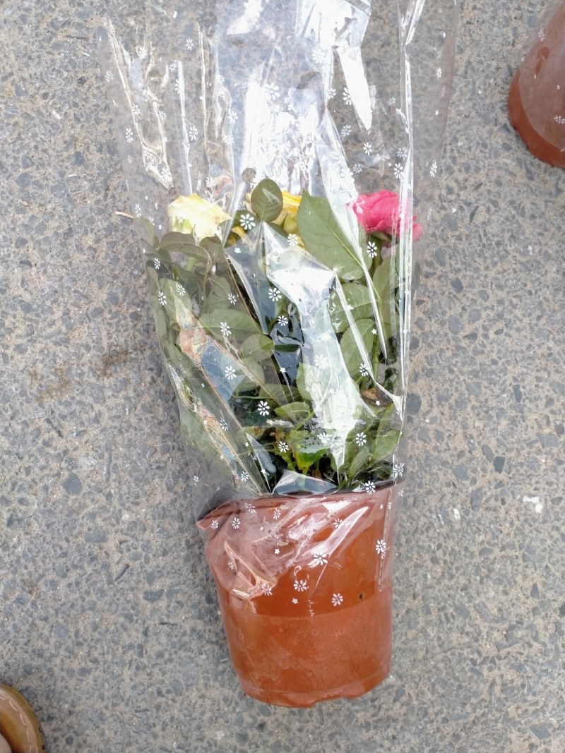 玫瑰三色多个品种多个颜色可供选择