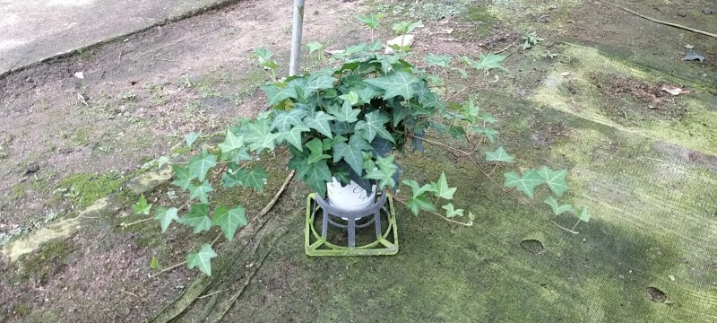 长春藤青叶银边多个规格可供选择