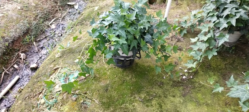 长春藤青叶银边多个规格可供选择