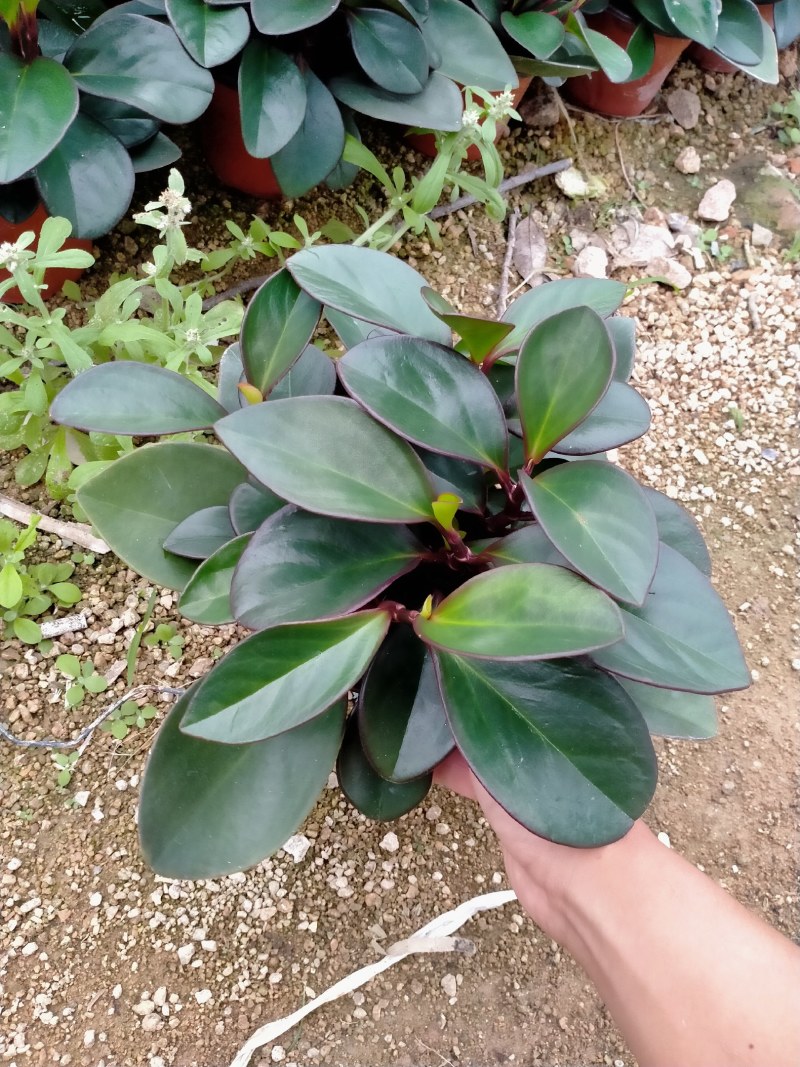 碧玉红杯黑杯多个规格可供选择