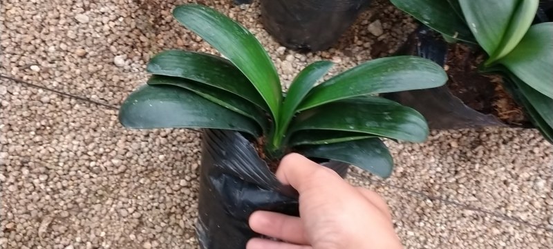 君子兰圆叶，精品多种规格可供选择