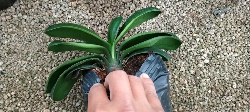 君子兰圆叶，精品多种规格可供选择