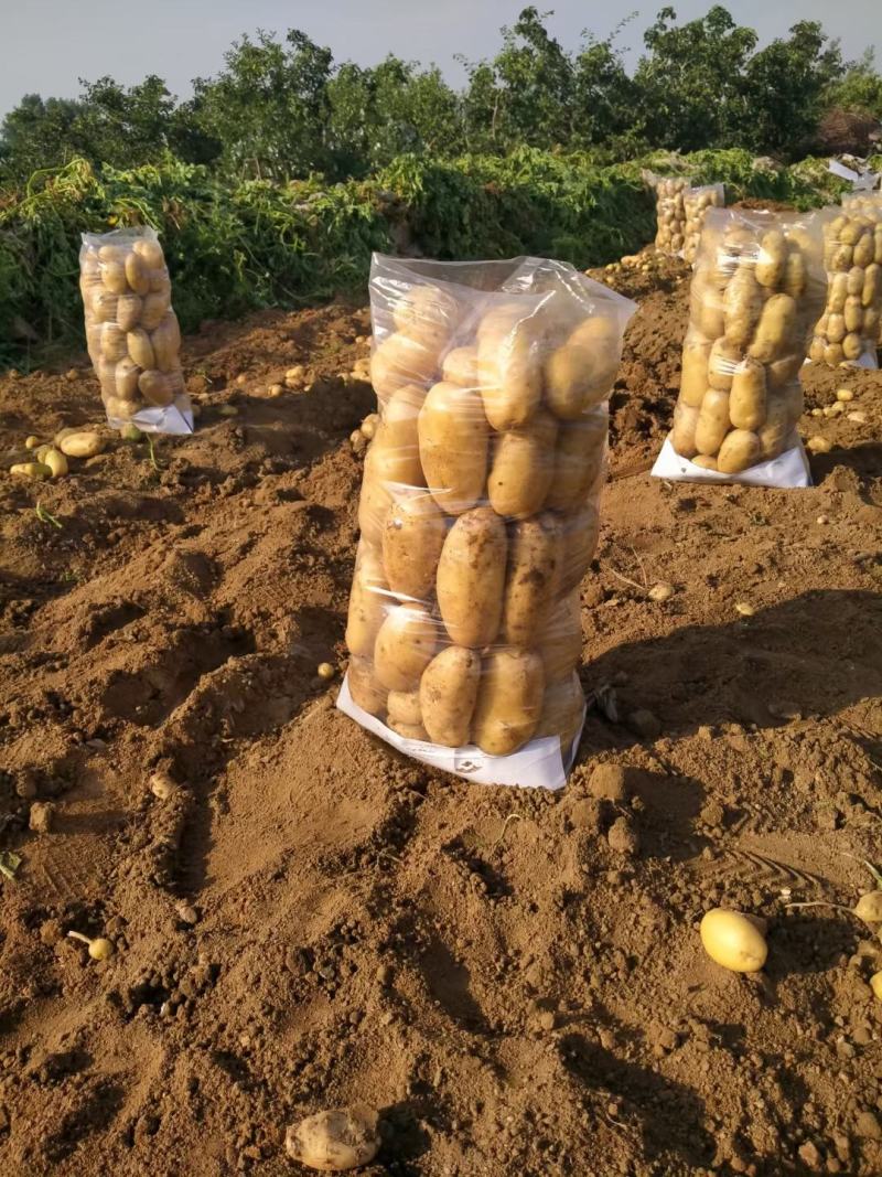 山东泗水陆地土豆价格便宜