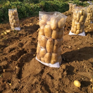 山东泗水土豆，量大优质上货量快，价格便宜