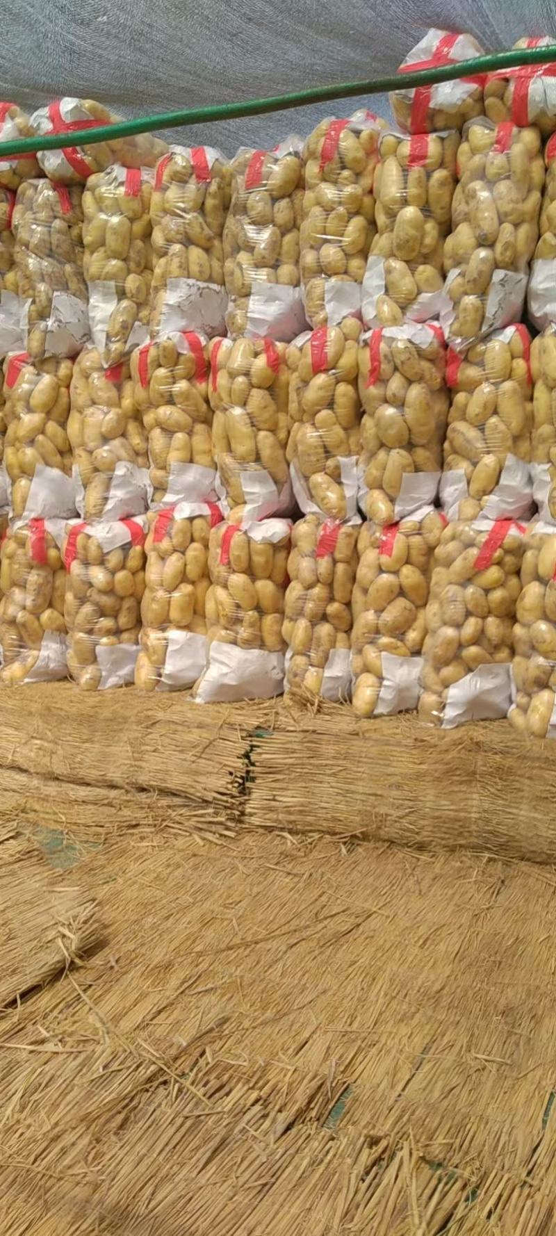 山东泗水土豆，量大优质上货量快，价格便宜