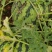 西瓜：美都西瓜宜城大量上市！熟度八成半以上，质量杠杠滴！