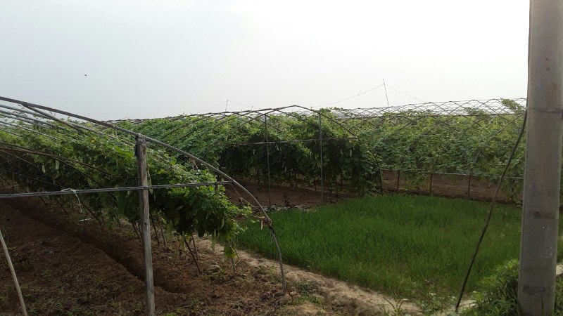 大棚基地白玉珍珠苦瓜现大量上市中，诚邀客商前来采购合作！