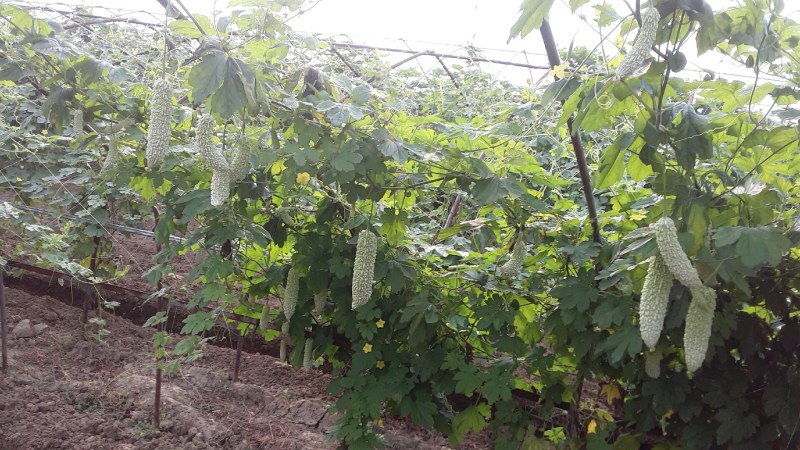 大棚基地白玉珍珠苦瓜现大量上市中，诚邀客商前来采购合作！