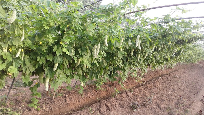 大棚基地白玉珍珠苦瓜现大量上市中，诚邀客商前来采购合作！