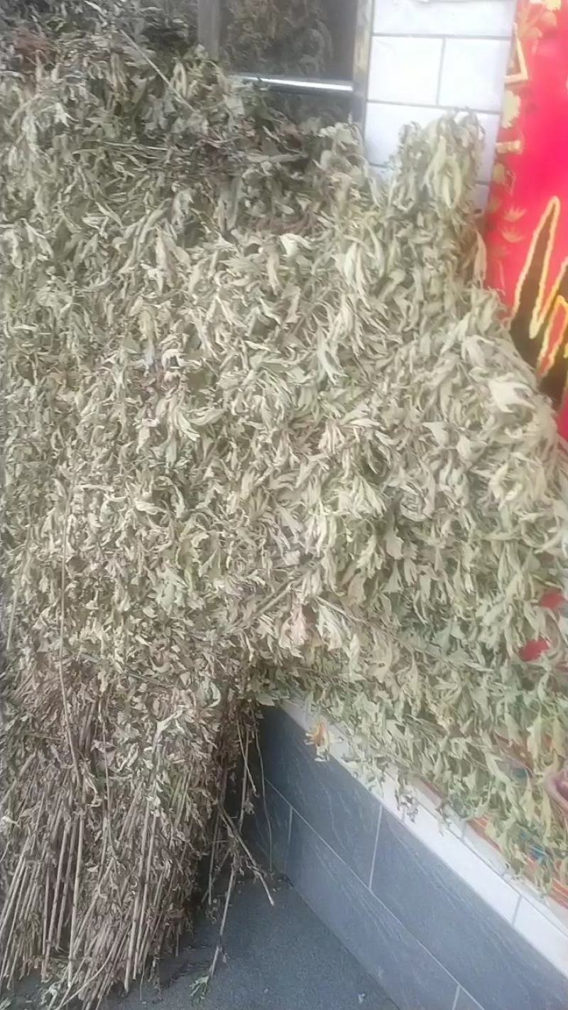 干艾叶人工收割，人工挑选干净无杂