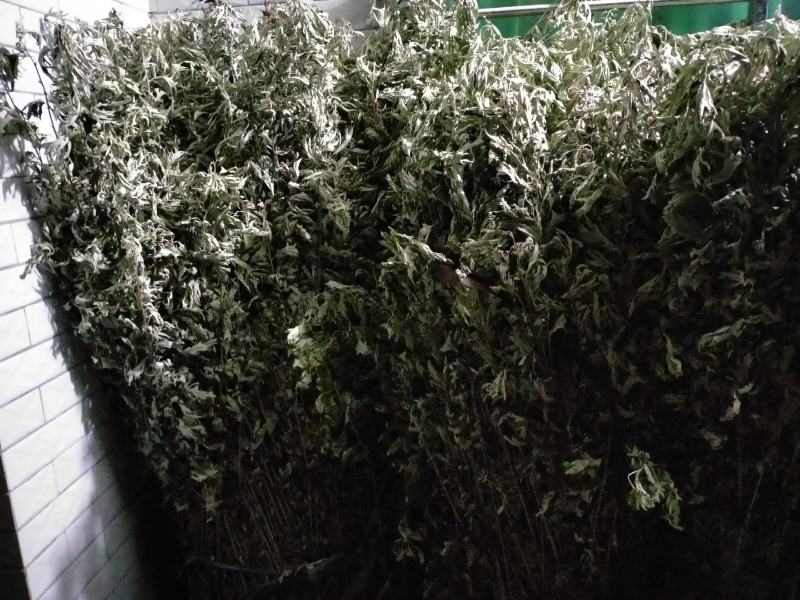 干艾叶人工收割，人工挑选干净无杂