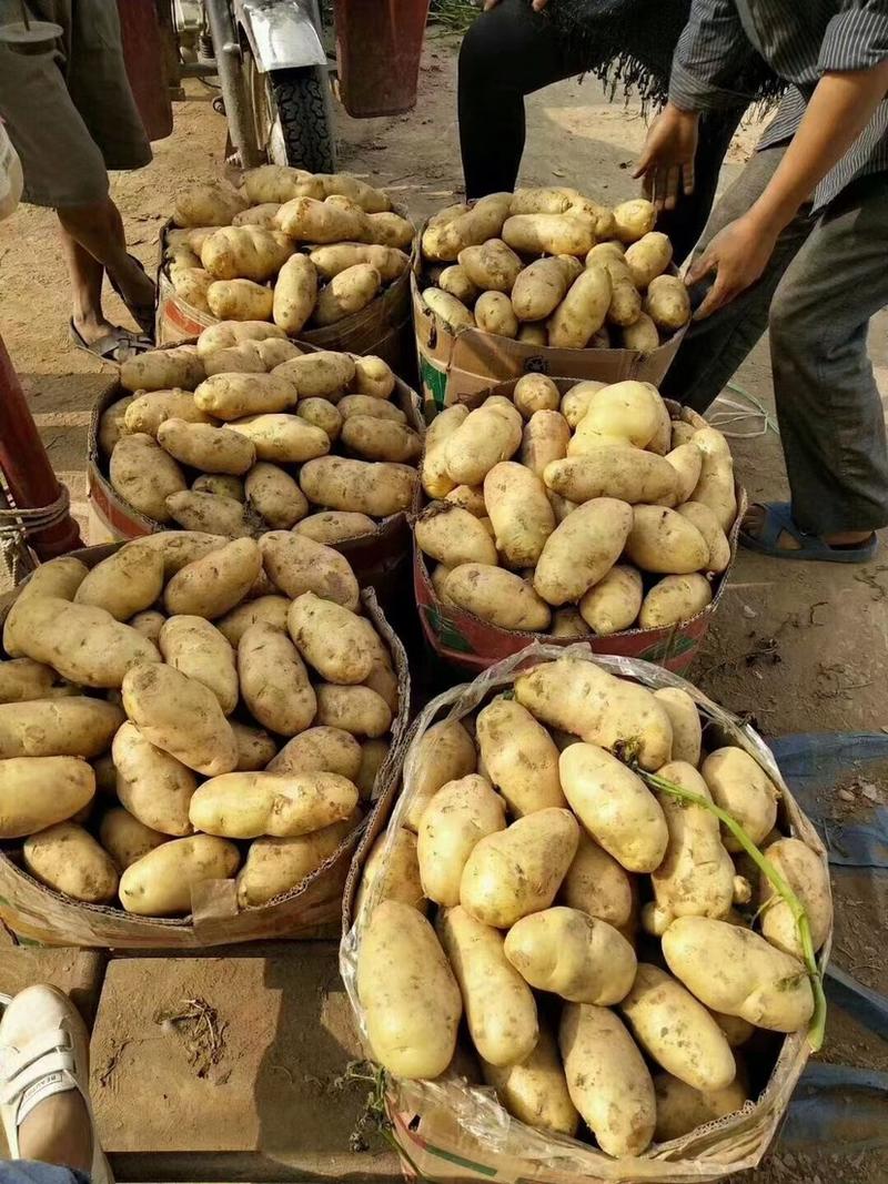 荷兰十五土豆【精品土豆】大量上市价格便宜全国发货
