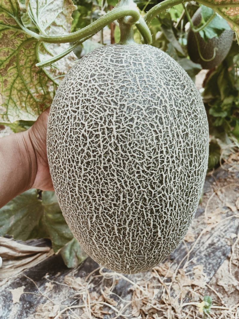 （基地直供）（热销）（推荐）西州蜜量大有货