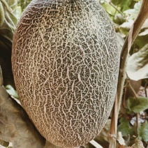 （基地直供）（热销）（推荐）西州蜜量大有货