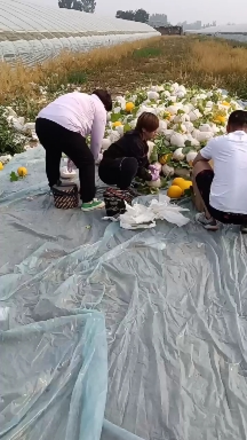 （基地直供）（热销）（推荐）久红瑞久红瑞有货量大……