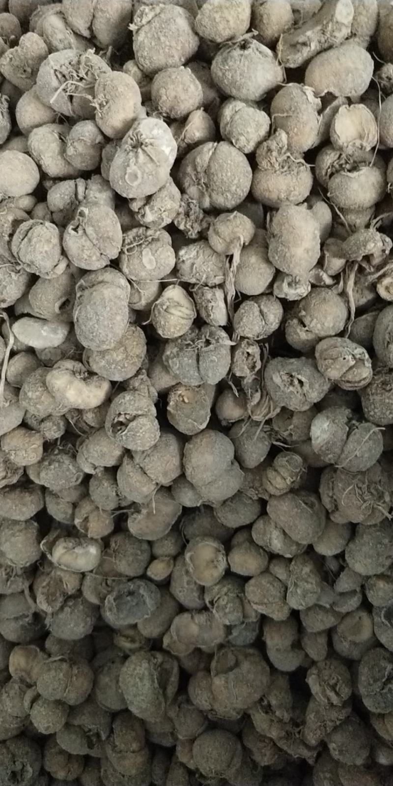 磐安浙贝母，贝母片，贝母个子，选货，药厂货，欢迎选购。