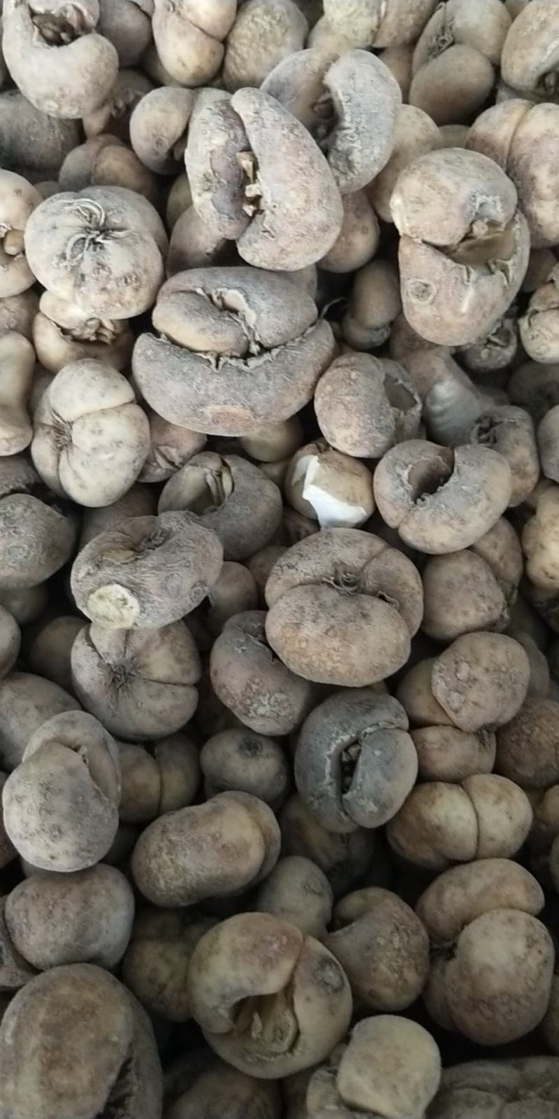 浙贝母家种小统个，贝母片，药厂大货，欢迎选购。