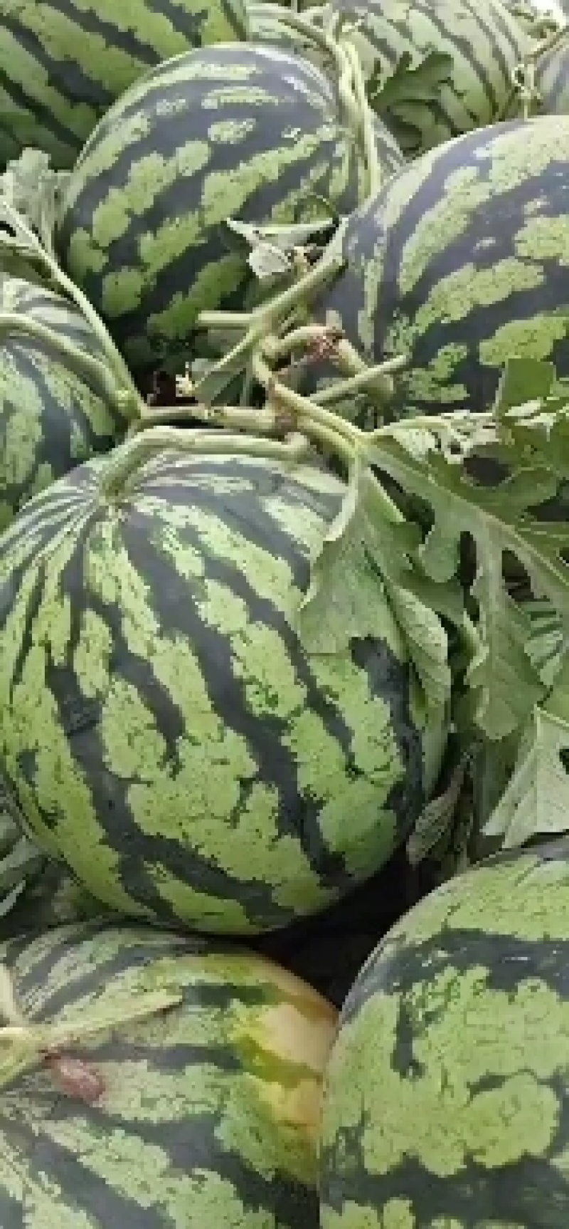 河南开封陆地麒麟西瓜,皮薄甜度高大红瓤，现摘现发