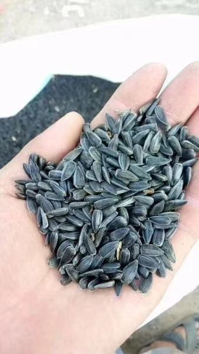 2026年新优质油葵小瓜子鸟粮芽苗菜，油葵籽，油葵小瓜