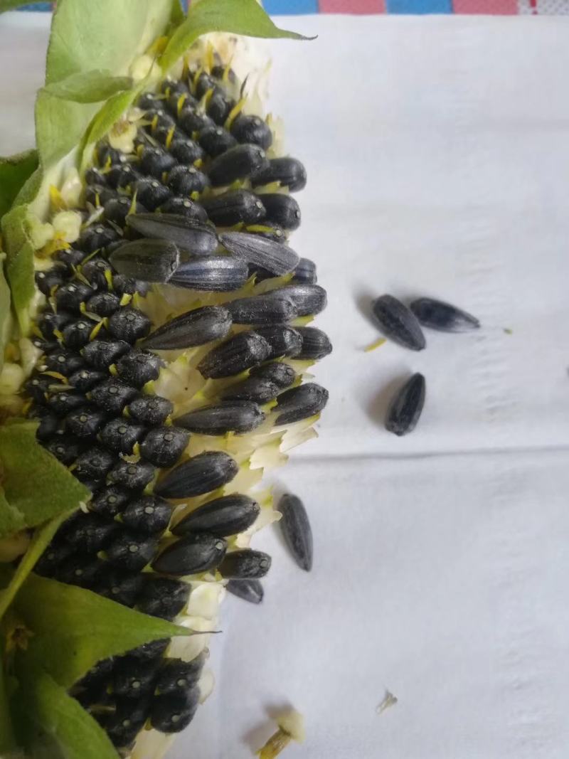2026年新优质油葵小瓜子鸟粮芽苗菜，油葵籽，油葵小瓜