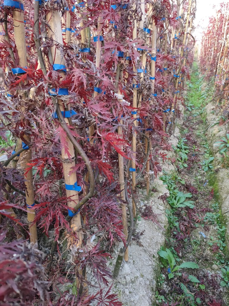枫树苗