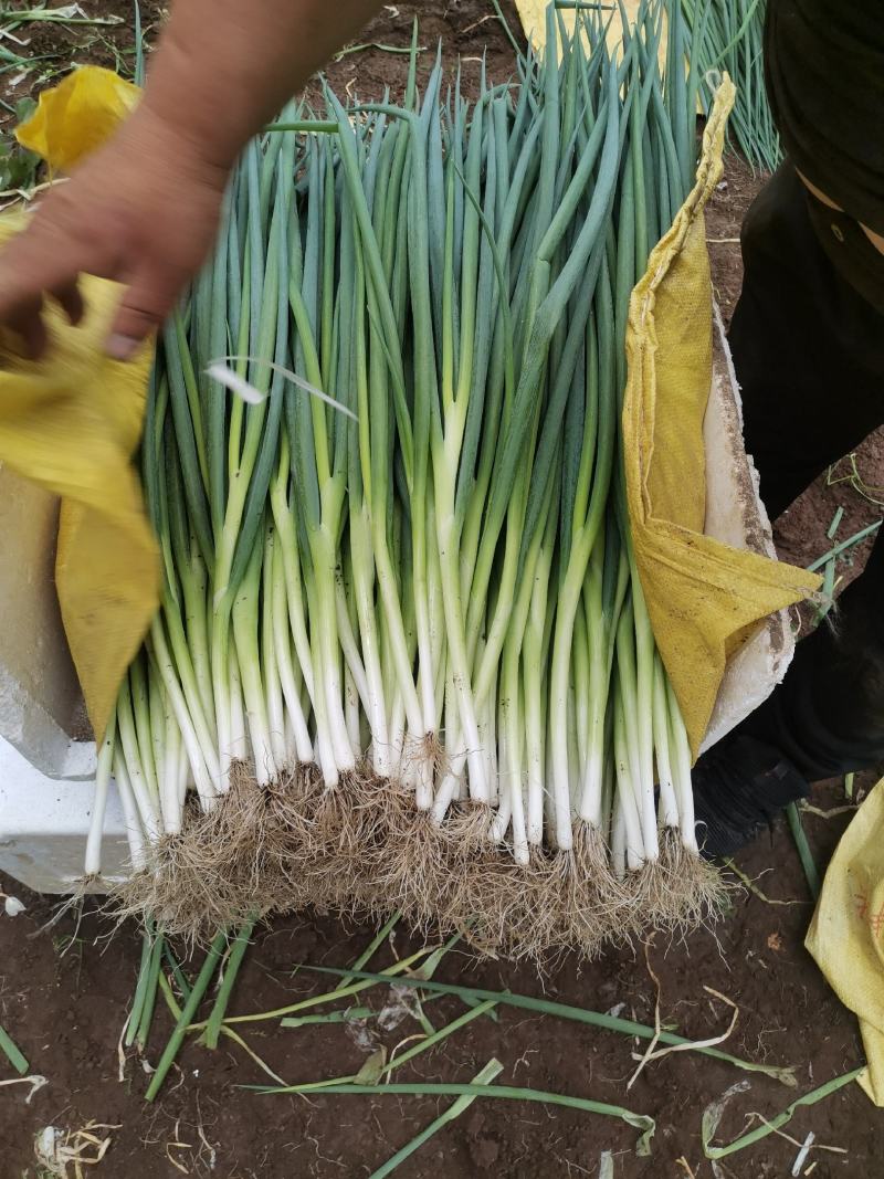 小香葱一年四季只做精品，需要精品香葱随时联系我