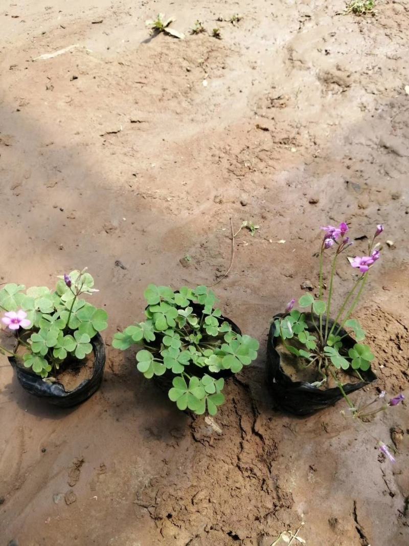 绿叶醡浆草紫叶醡浆草杯苗基地现货成活率高