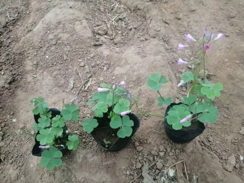 绿叶醡浆草紫叶醡浆草杯苗基地现货成活率高