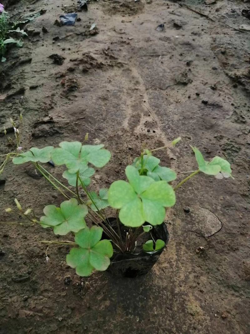 绿叶醡浆草紫叶醡浆草杯苗基地现货成活率高