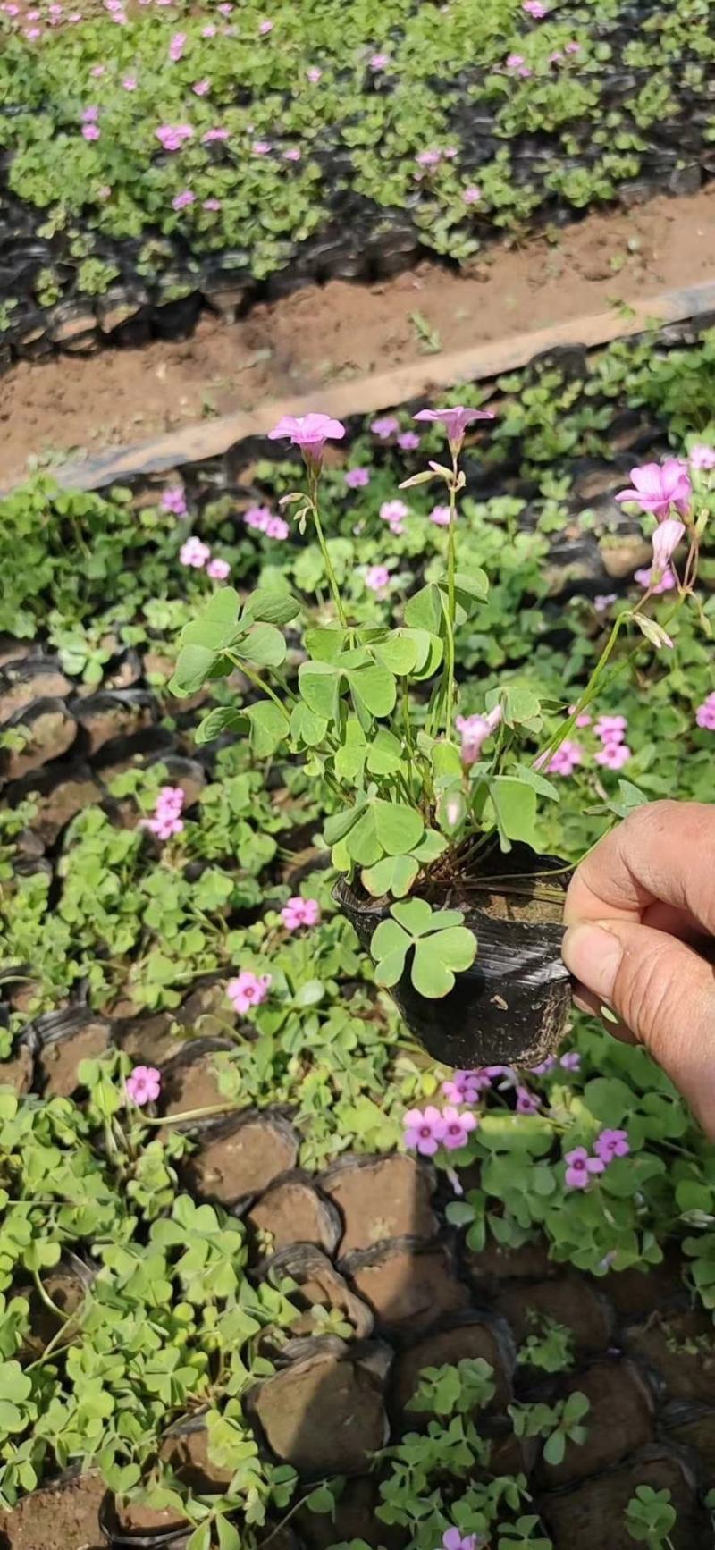 绿叶醡浆草紫叶醡浆草杯苗基地现货成活率高