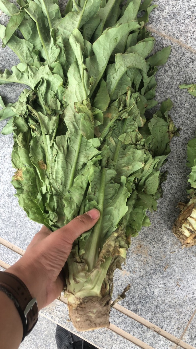 青叶莴笋，已经上市，一手货源，全国发货，需要滴滴我